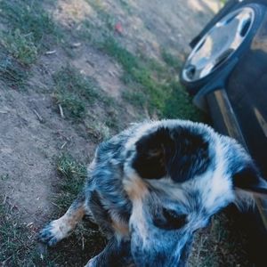 Meet your Posher, Latarlia